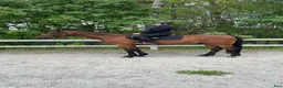 Allround hästar till salu: Trevlig ridtravare - Annons 2