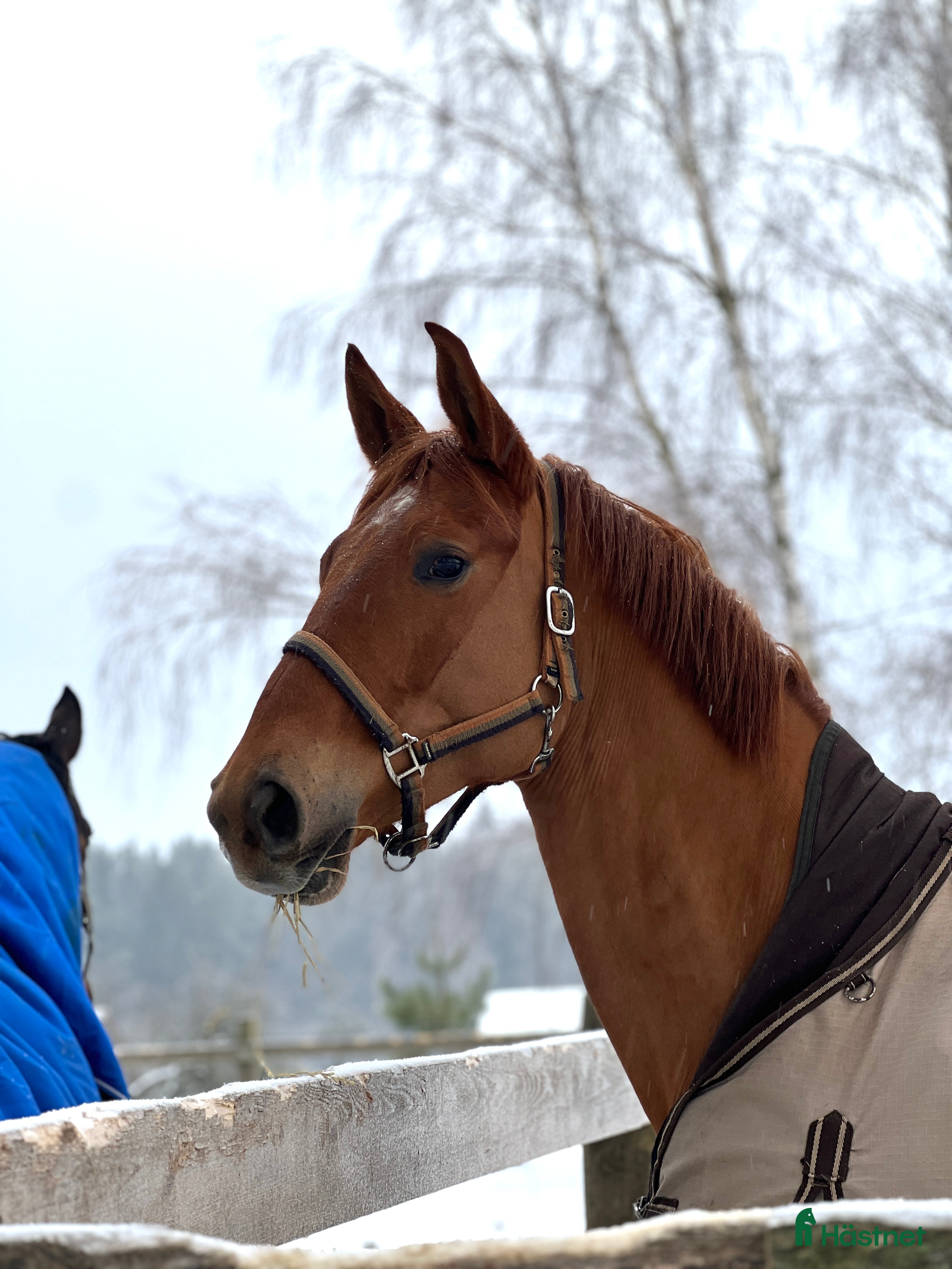  hästar Stunning mare for showjumping/ dressage/hobby - Annons 3