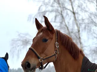 hästar Stunning mare for showjumping/ dressage/hobby - Annons 3