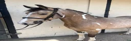 Hoppning hästar till salu: Attyrory Horses - Annons 25