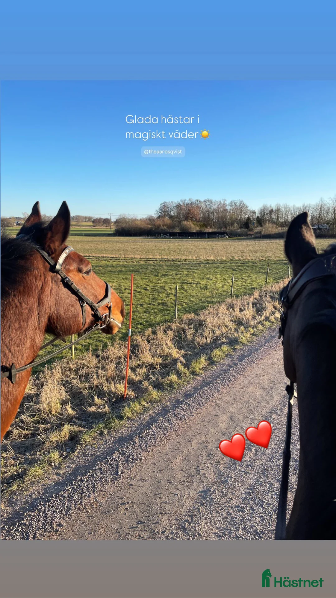  foderhäst sökes: FODERHÄST SÖKES- långsiktigt hem&mycket kärlek🐴 - Annons 3