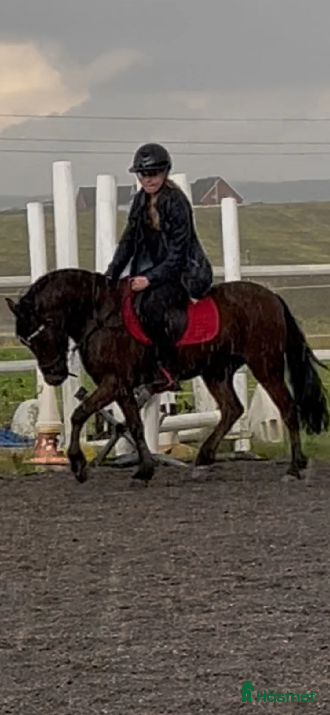 Allround hästar till salu: Ponny man kan göra allt med - Annons 2