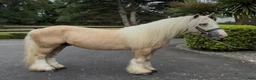 Allround hästar till salu: Stunning Irish Cob - Annons 2