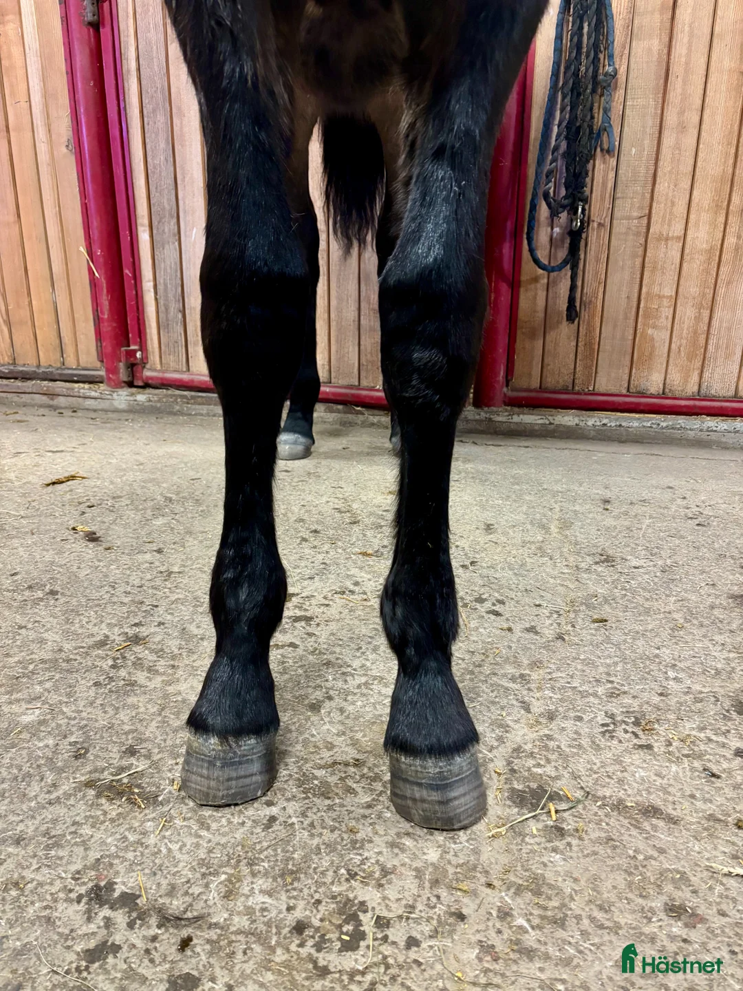 Trav hästar till salu: 1 årig hingst e. Hayden Hanover - Annons 2