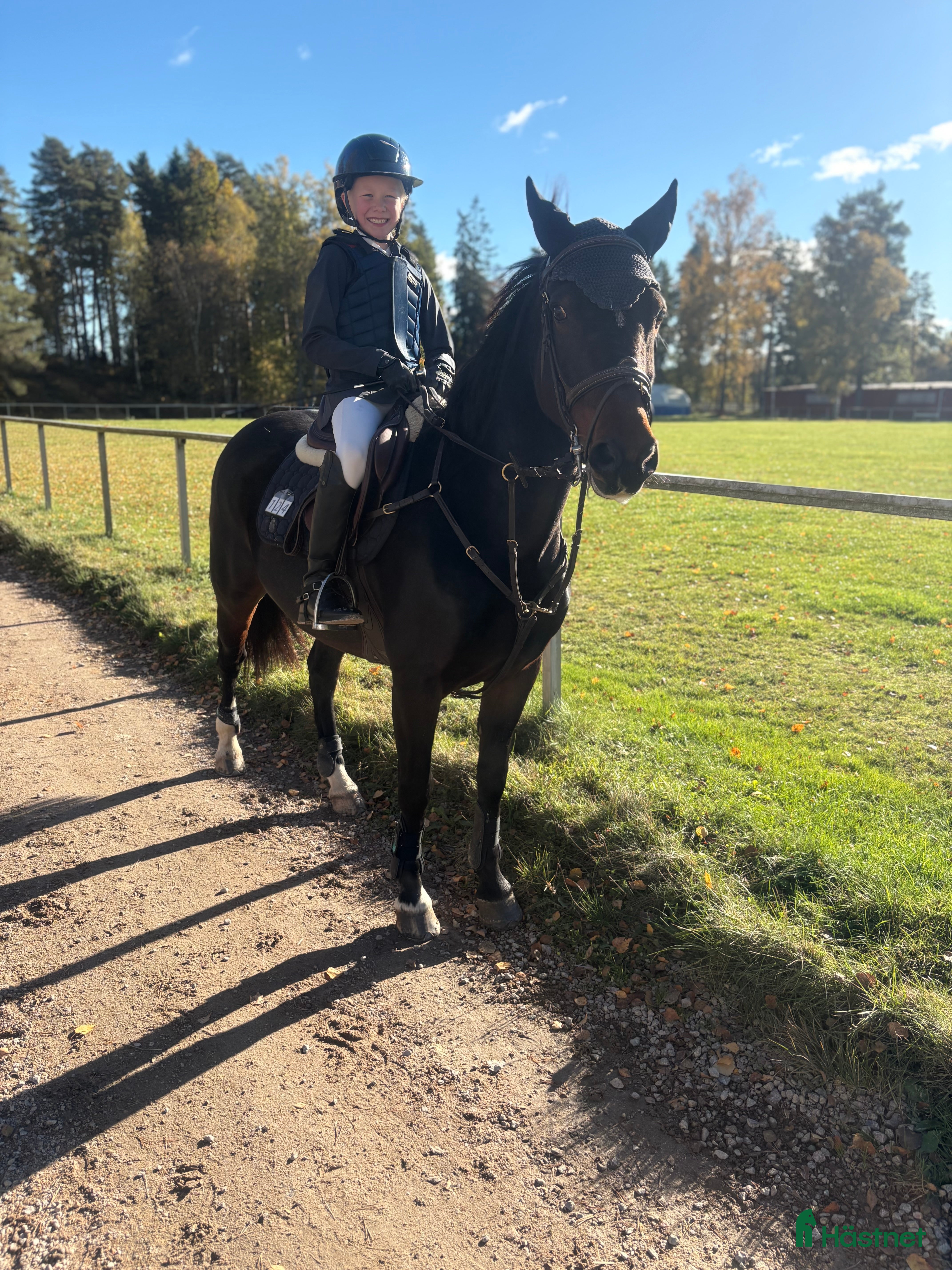  hästar Guldponny i Lekeryd - Annons 4