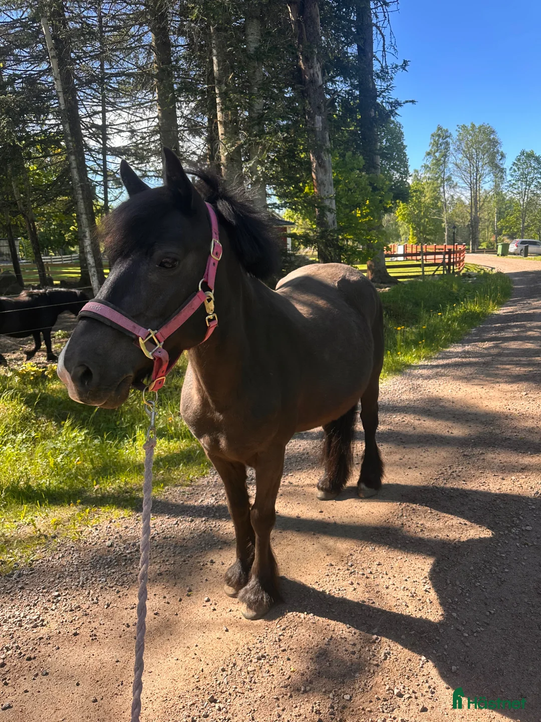 Allround hästar till salu: Bestämd men trevlig ponny  - Annons 1