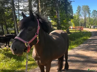 hästar Bestämd men trevlig ponny - Annons 7