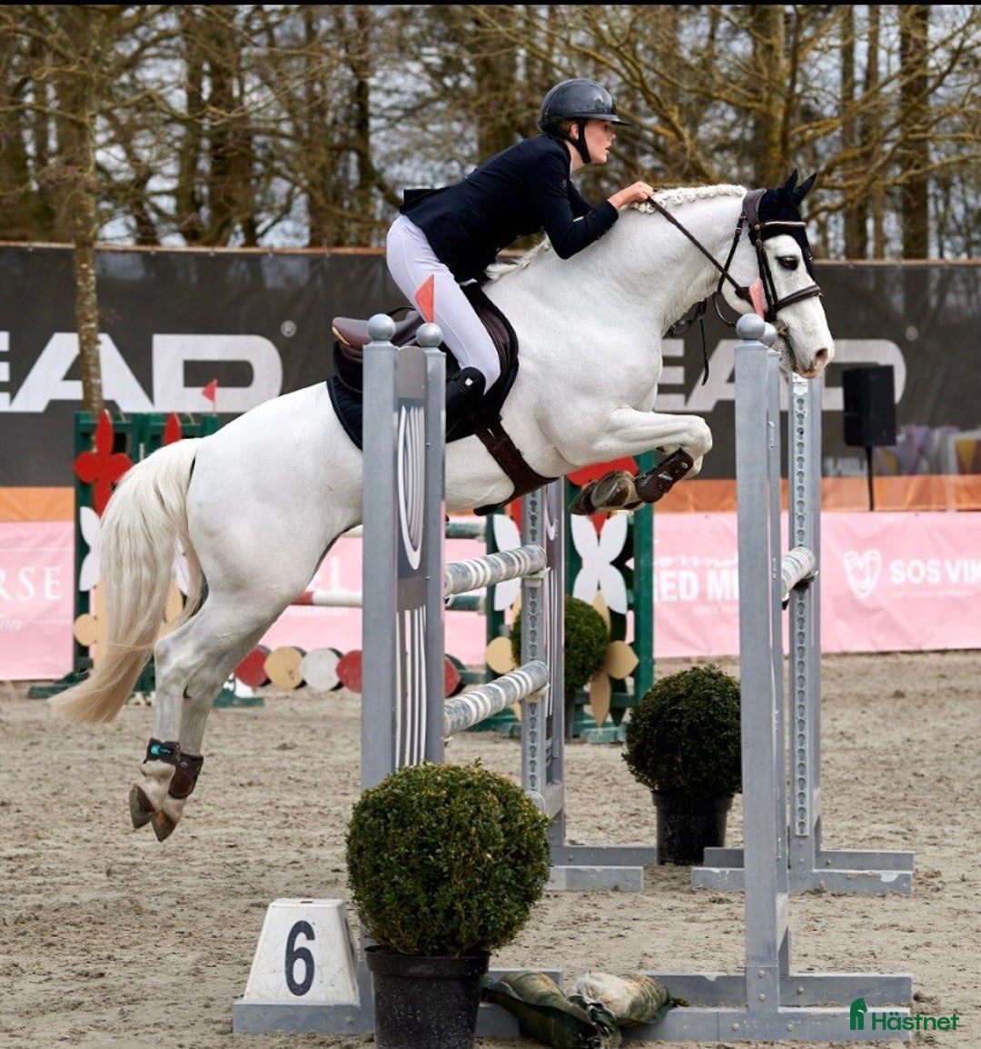 Hoppning hästar till salu: Topp kat.1 ponni til salgs i Bryne - Annons 3