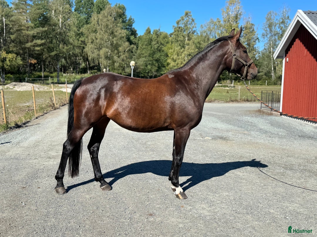  hästservice finnes: Julklappstips! Ridläger sommaren 2026 i Lidköping - Annons 18