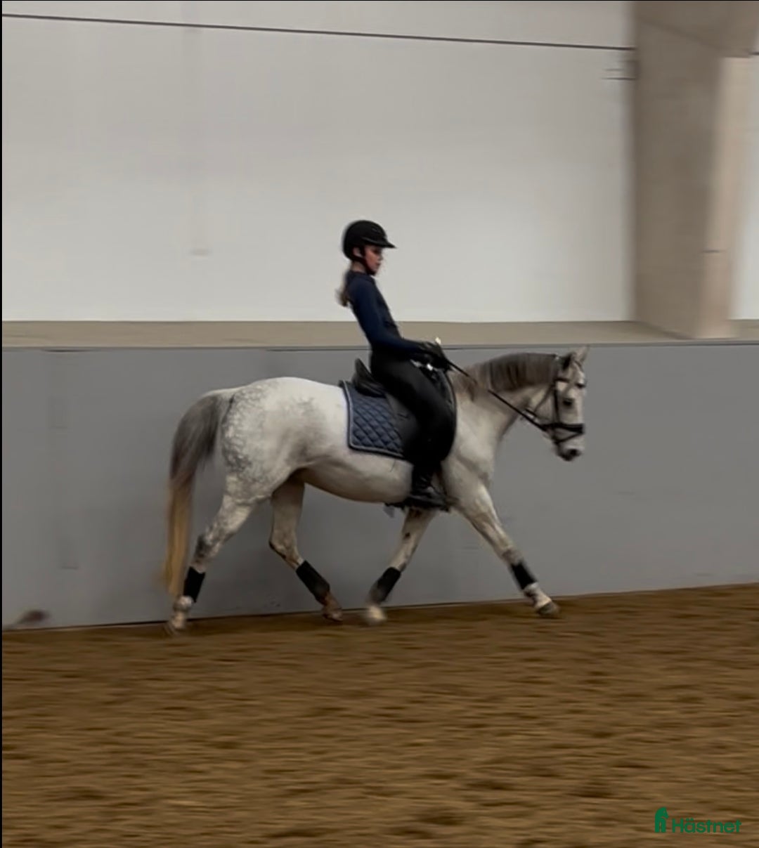 Dressyr hästar till salu: Tävlingsponny kat C i Hyltebruk - Annons 3