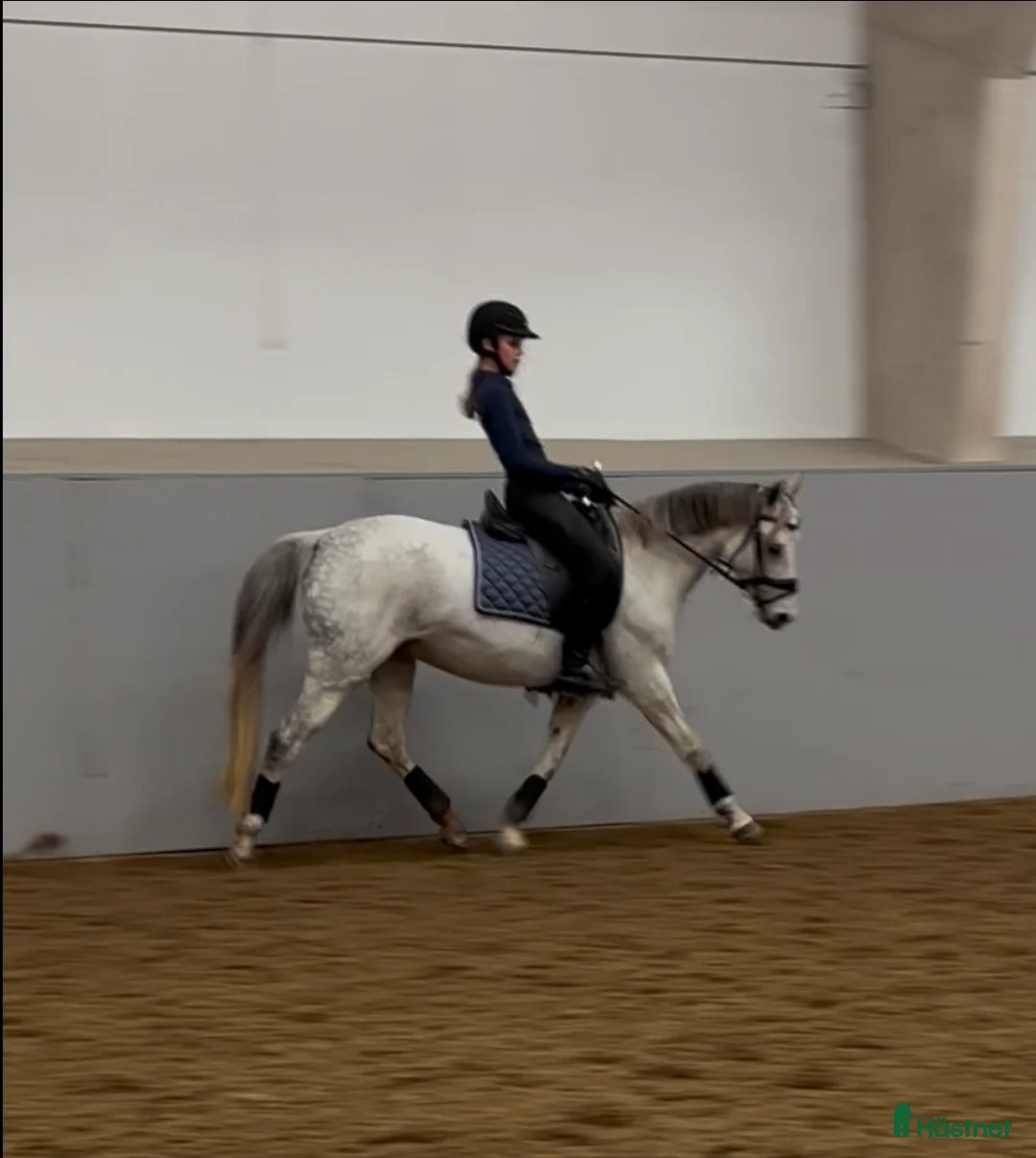 Dressyr hästar till salu: Tävlingsponny kat C i Hyltebruk - Annons 3