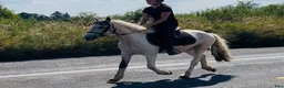 Allround hästar till salu: Ride & Drive gelding  - Annons 8