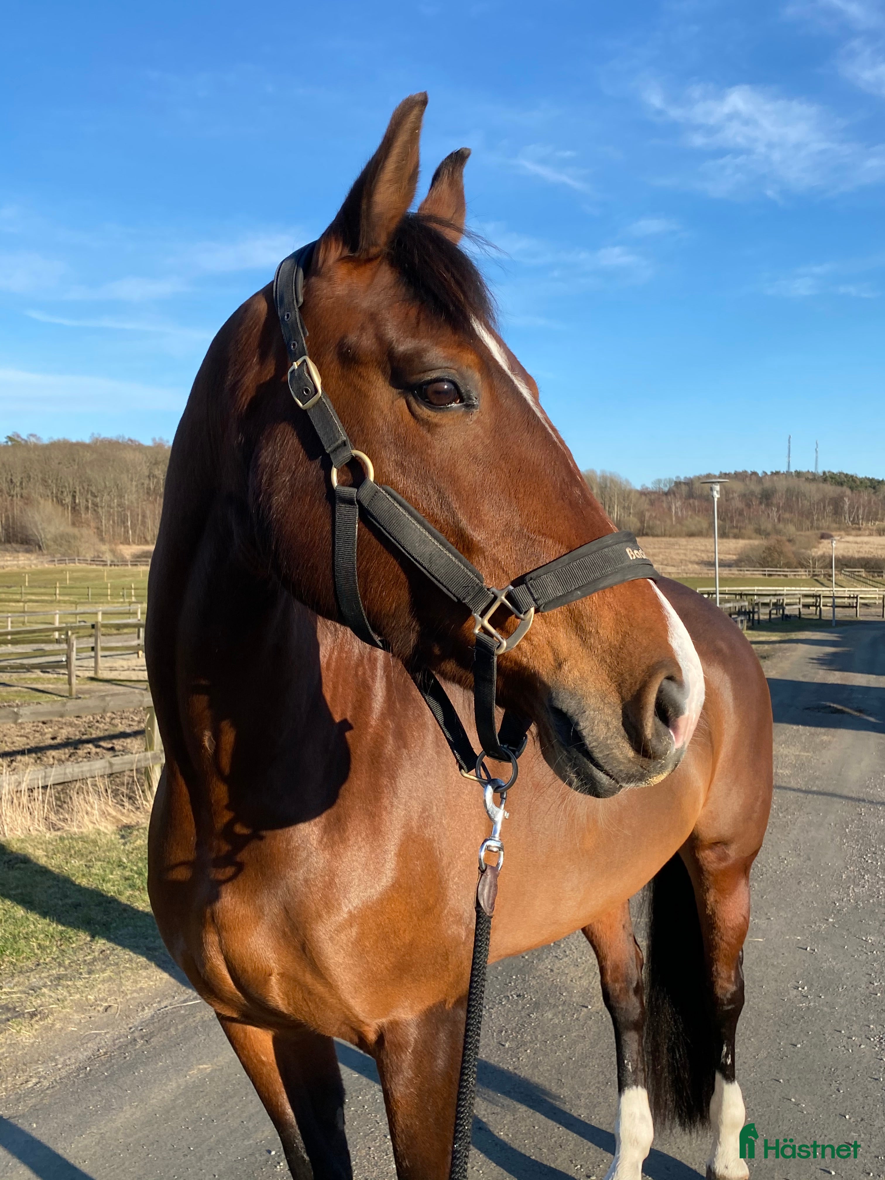 Allround hästar till salu: Sto 2010 söker gott hem, hobby eller sällskap  i Onsala - Annons 2