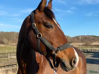 Allround hästar till salu: Sto 2010 söker gott hem, hobby eller sällskap i Onsala - Annons 2