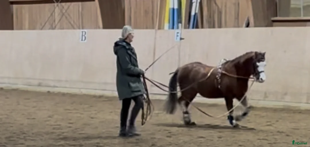 Galleribild {{count}}