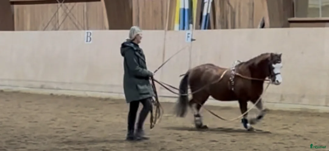 Galleribild {{count}}