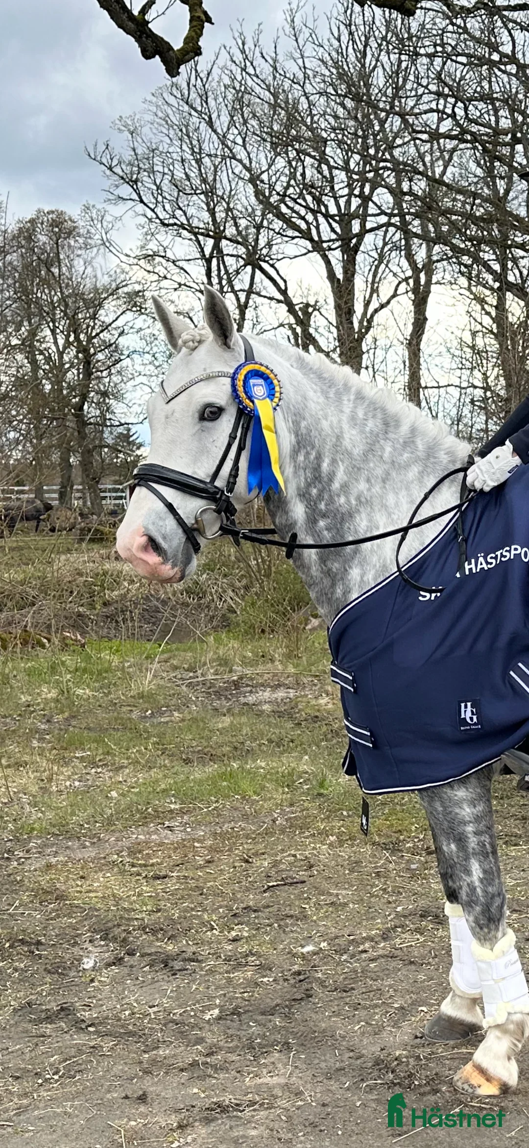 Dressyr hästar till salu: Fantastisk ponny med stor utstrålning  - Annons 4