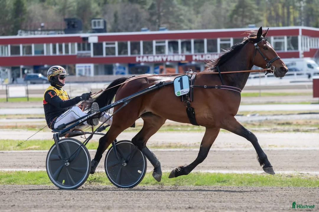 Trav hästar till salu: Trevlig varmblodstravare i Hudiksvall - Annons 1