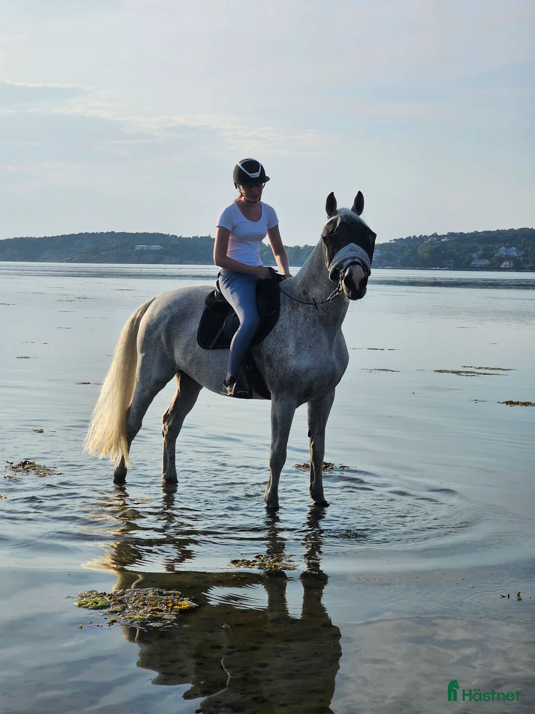 Allround hästar till salu: Sto med stort hjärta - rehab/avel  - Annons 5