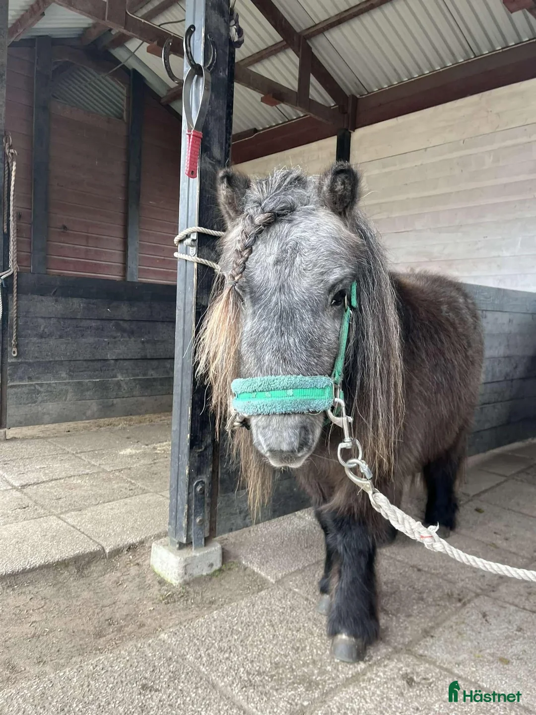 Allround hästar till salu: En underbart sällskaplig liten häst! - Annons 3