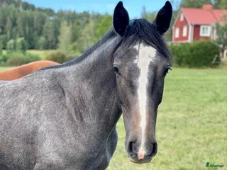 hästar 2åring e: Newton VDL - Annons 1