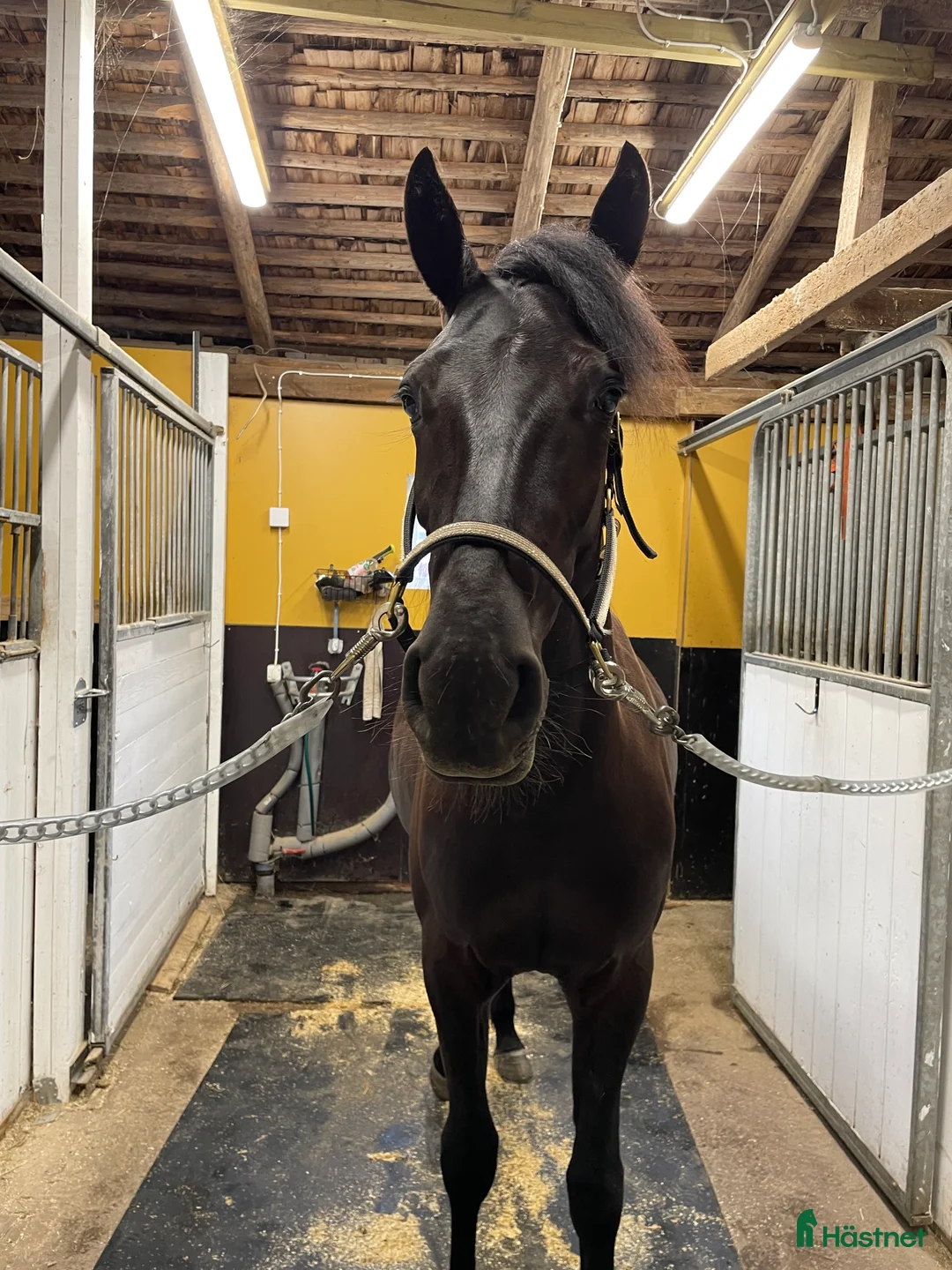 Allround hästar till salu: Blivande ridhäst  - Annons 2