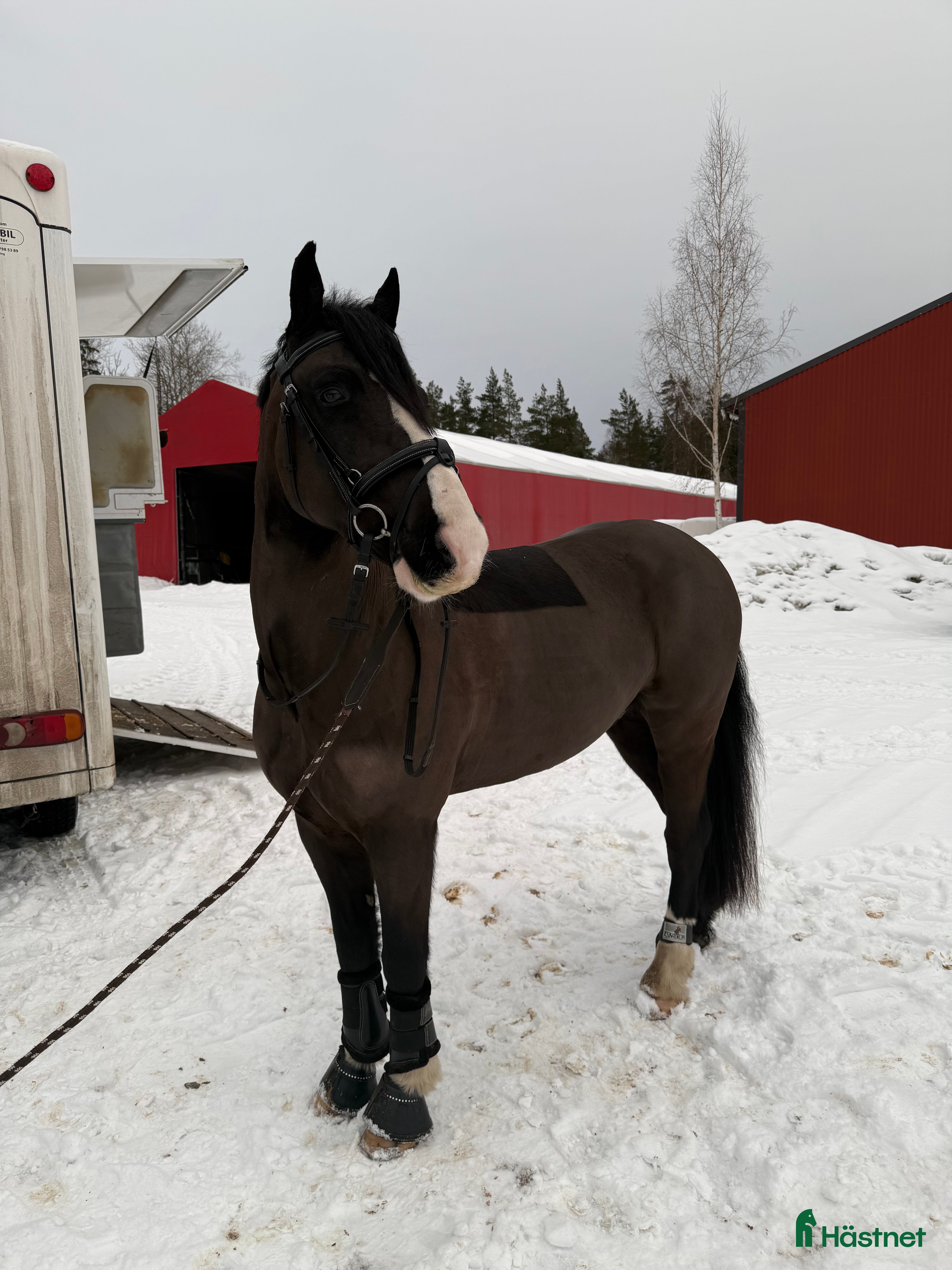  hästar C-ponny säljes eller bytes mot b-ponny - Annons 6