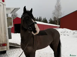 hästar C-ponny säljes eller bytes mot b-ponny - Annons 6