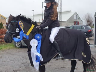 hästar Bästa ponnyn söker ny kärleksfull familj i Malmö - Annons 12