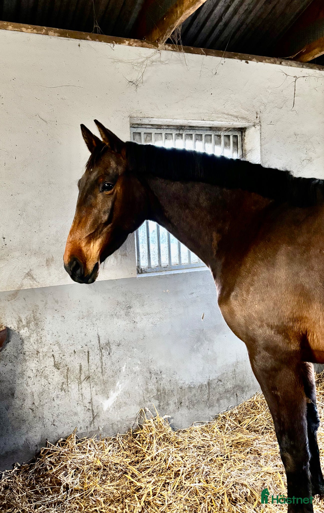  hästar Mycket fint 3-åringt sto med meriterat möderne - Annons 12