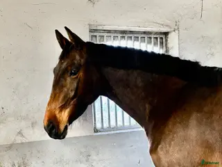 hästar Mycket fint 3-åringt sto med meriterat möderne - Annons 12