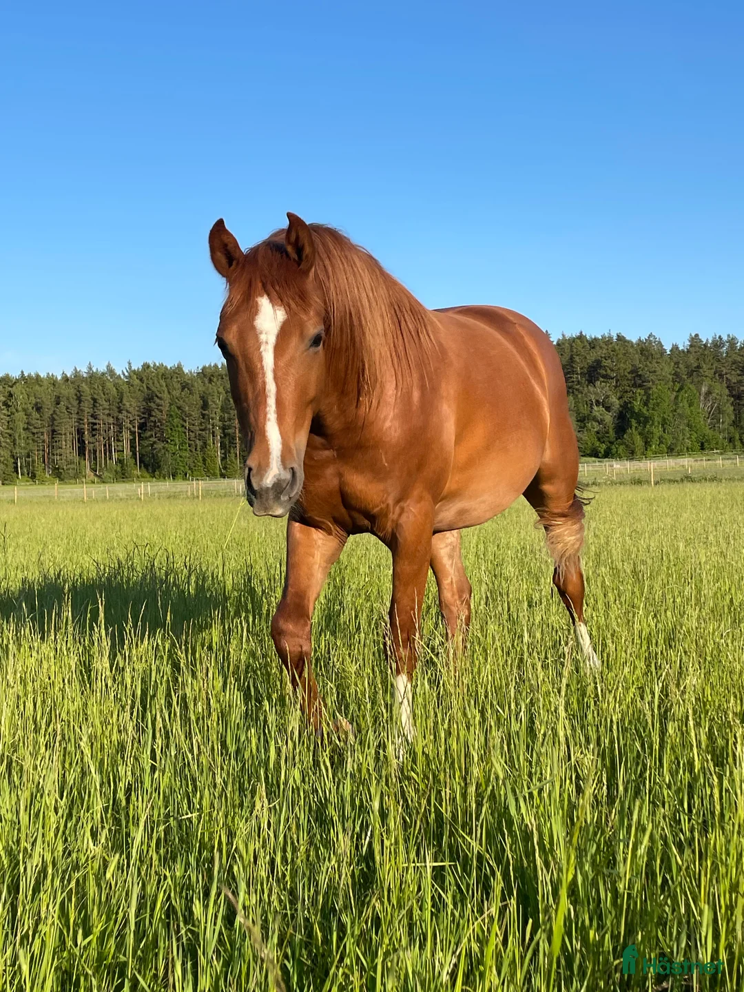 Allround hästar till salu: Elegant 3-årig valack e. Kespri DC ue. Zafferano i Bro - Annons 2