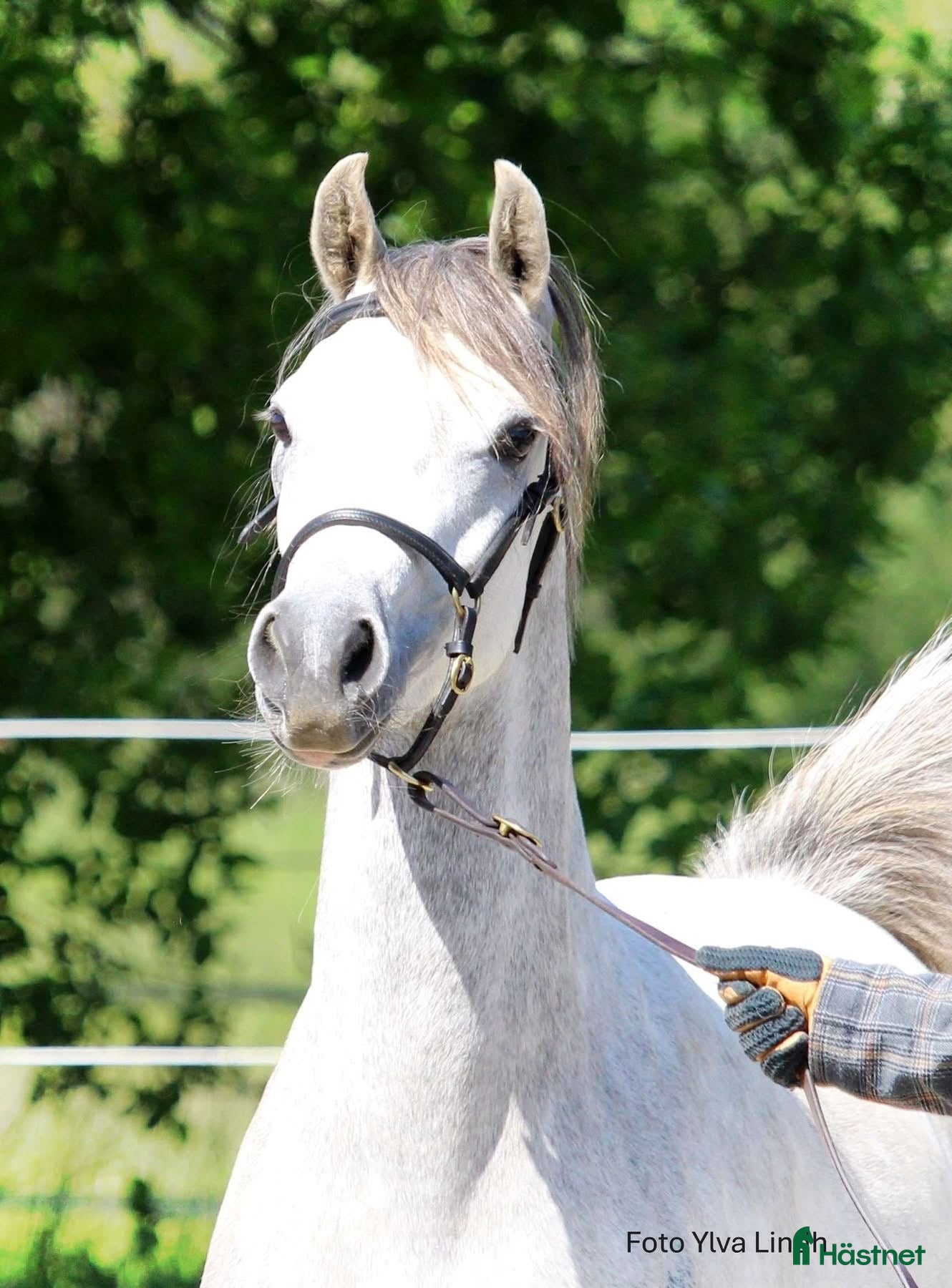  hästar Mysig maxad B ponny  i Enköping - Annons 4