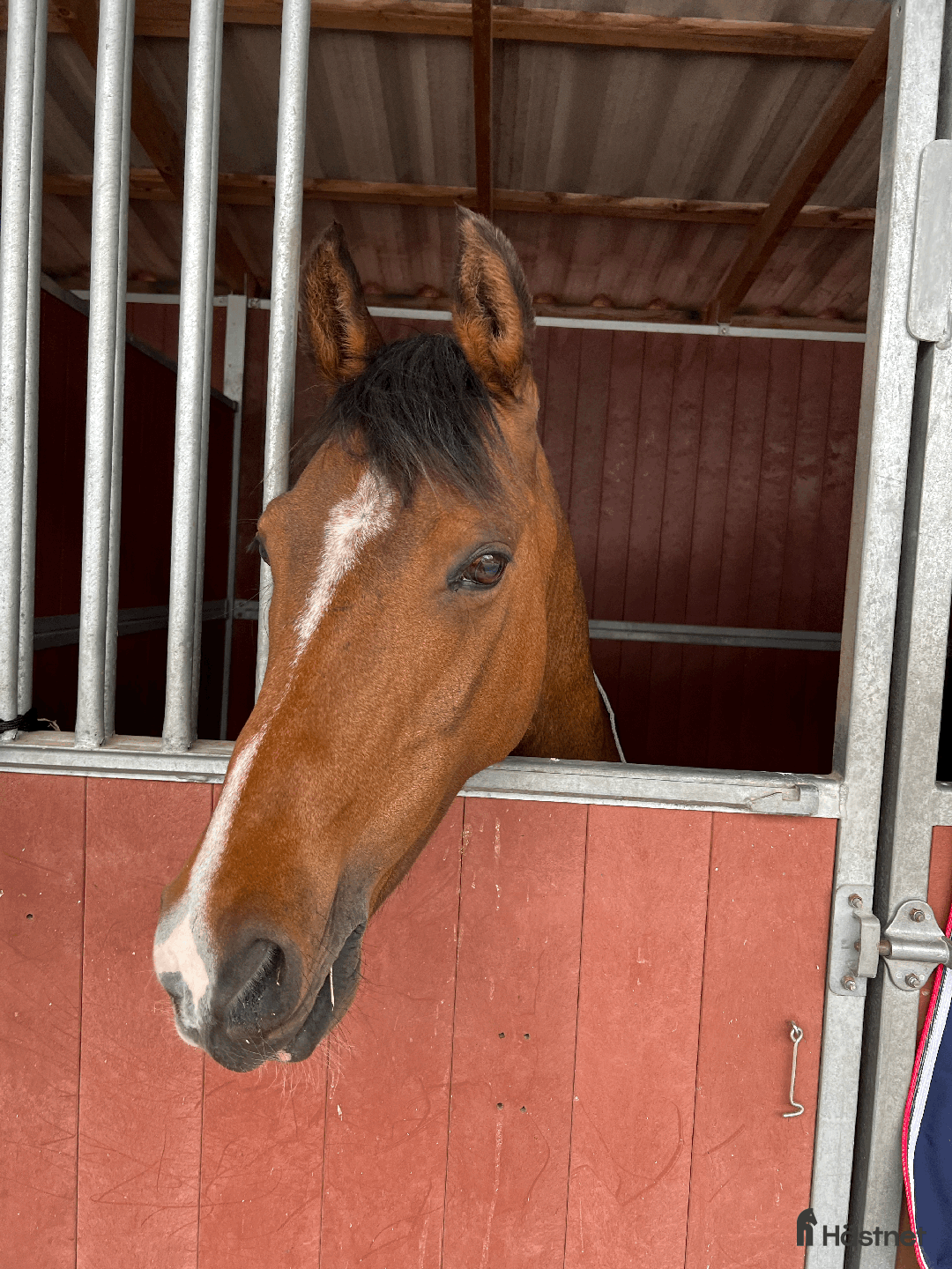 Dressyr hästar till salu: FEI-ponny med power under hovarna i Nacka - Annons 4