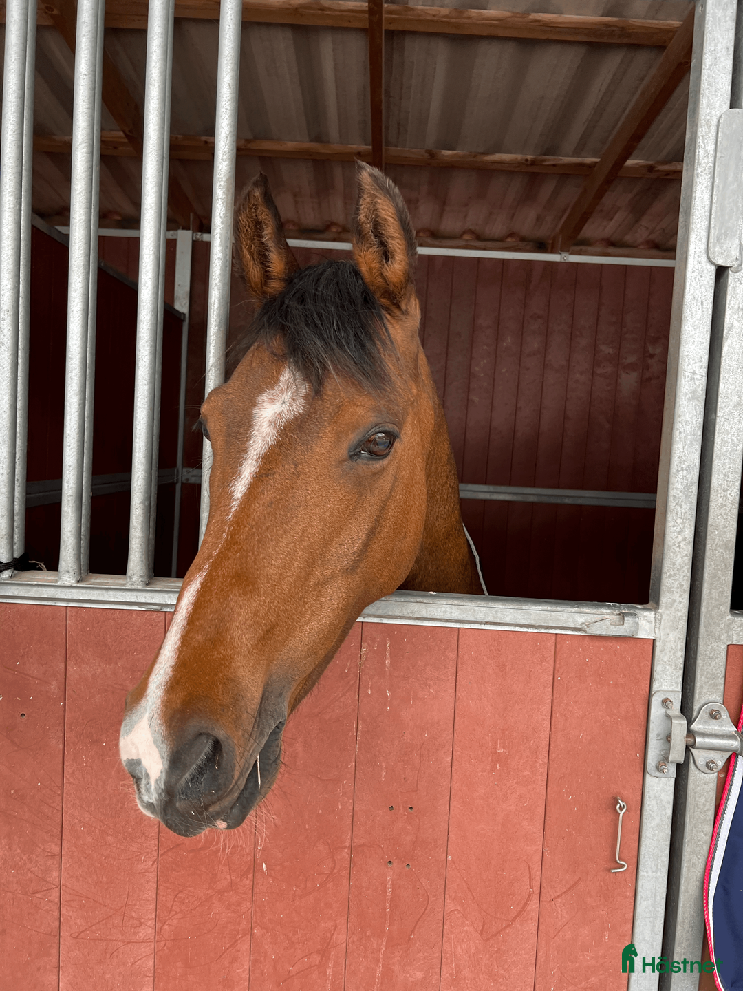 Dressyr hästar till salu: FEI-ponny med power under hovarna i Nacka - Annons 4