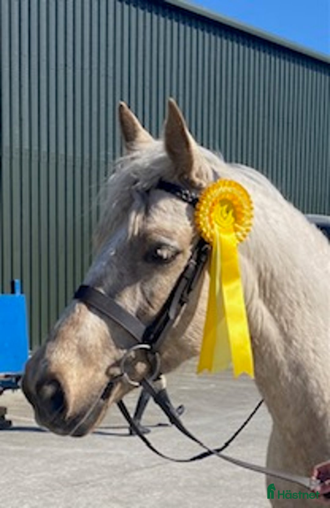 Hoppning hästar till salu: 5 year old with potential for the highest classes i Stockholm-Arlanda - Annons 9