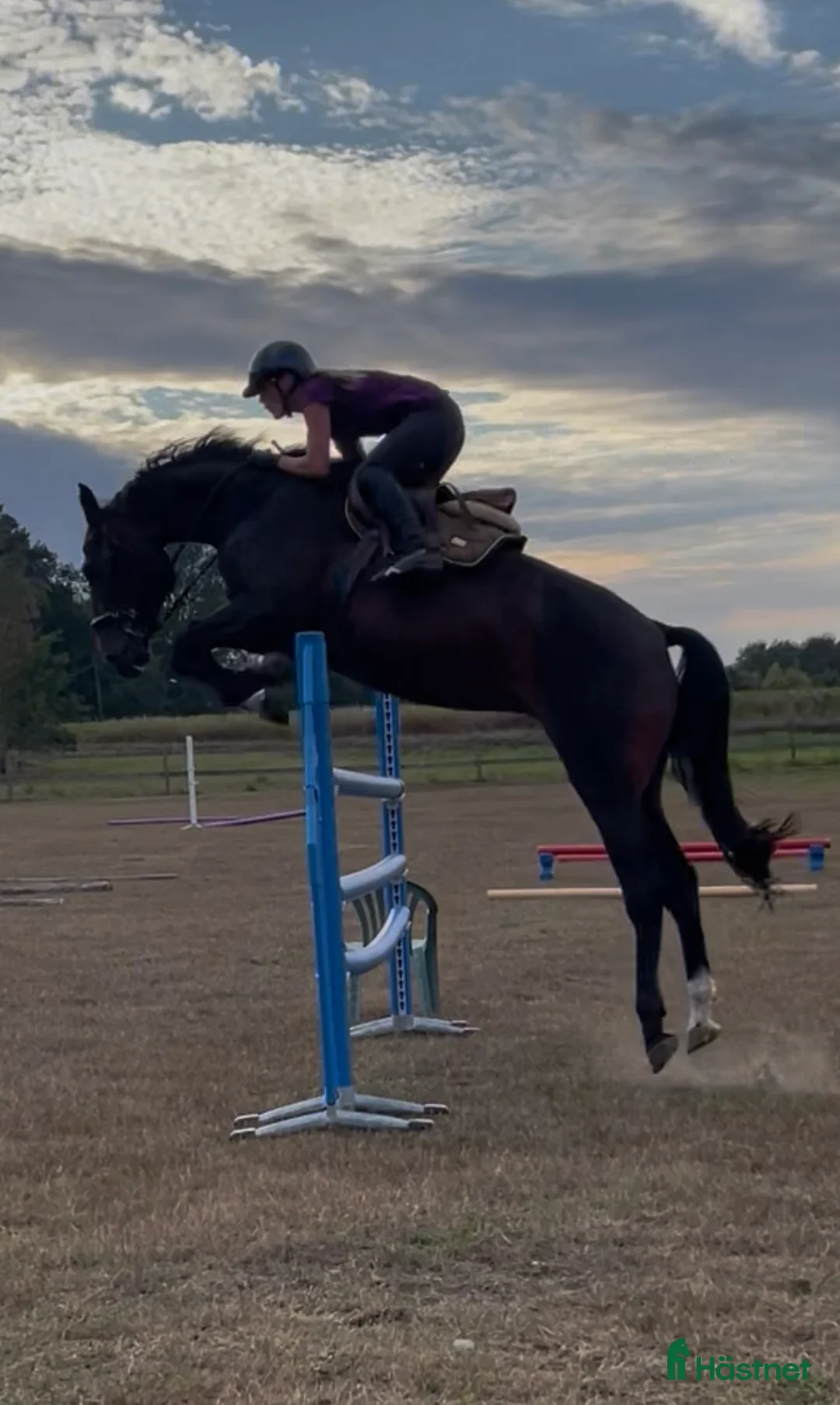 Hoppning hästar till salu: Hoppsto med mycket kapacitet  - Annons 1