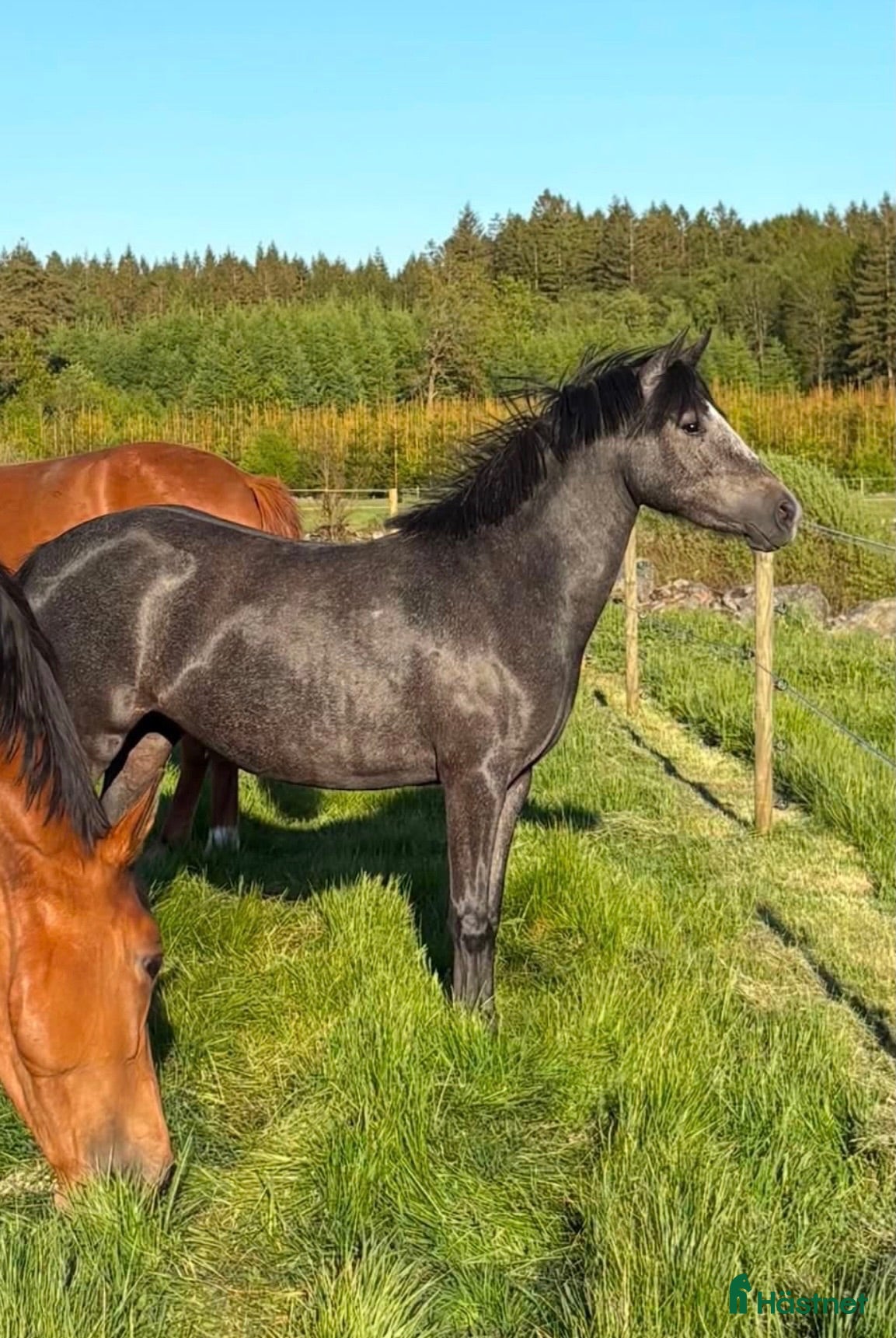  hästar Welsh partbred - Annons 14