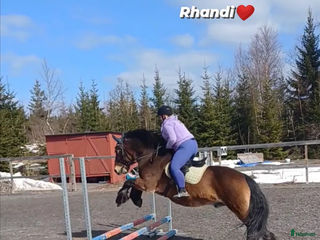 medryttarhäst sökes: Söker medryttarhäst i Hudiksvall - Annons 10