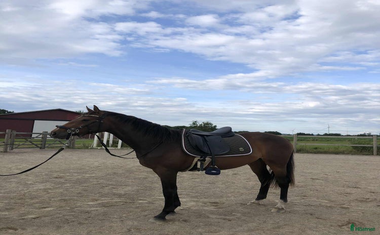  hästar Härligt ungsto!  i Tvååker - Annons 1