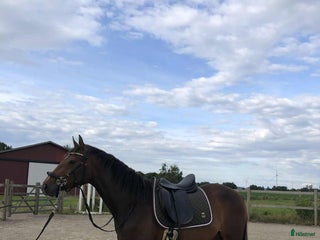 hästar i Tvååker - Annons 31