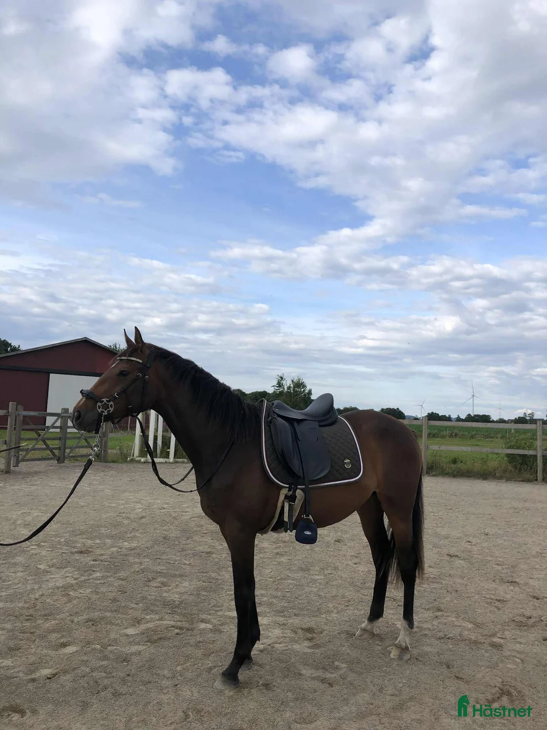 Hoppning hästar till salu: Härligt ungsto!  - Annons 1