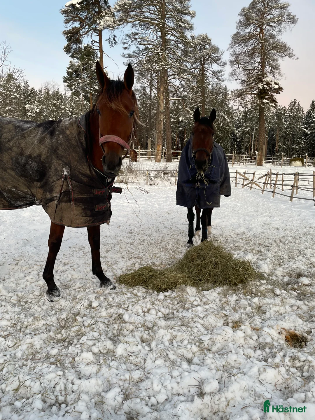 Trav hästar till salu: Starthäst - Annons 6