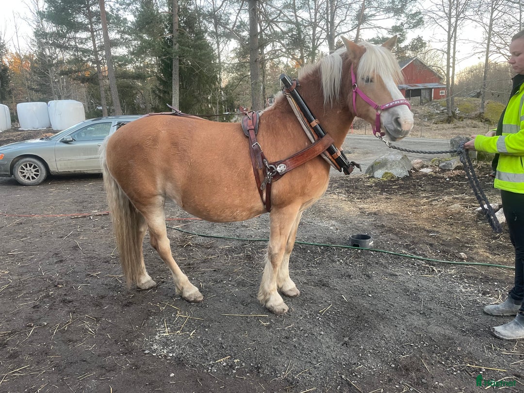 Körselar körning till salu: Loksele i Riala - Annons 6