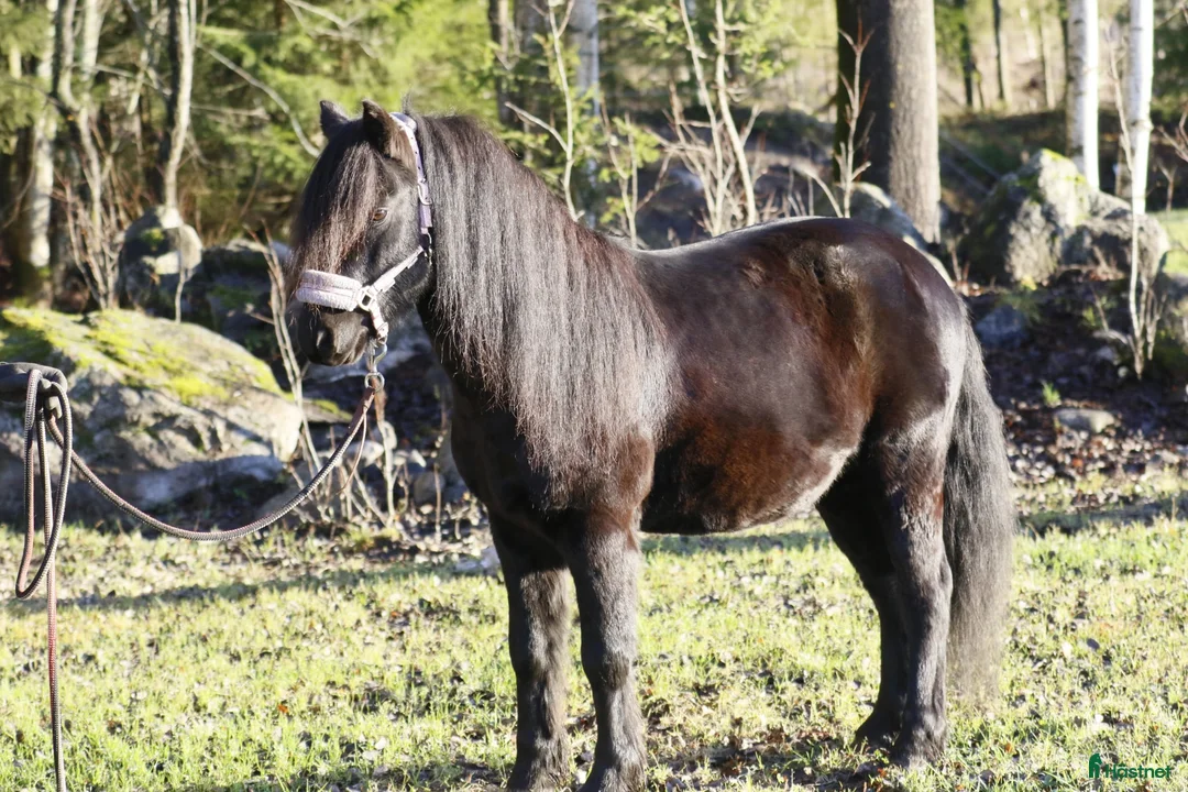 Allround hästar till salu: En trygg B ponny i Umeå - Annons 2