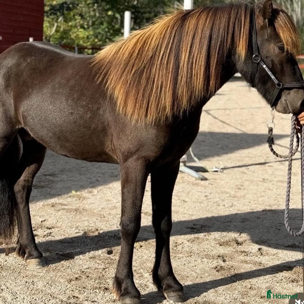  hästar Harrý - Annons 1