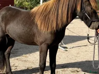 hästar Harrý - Annons 1