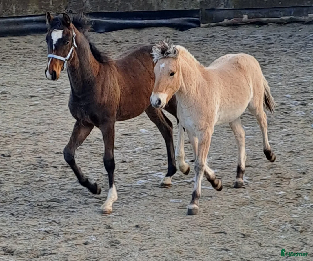 stallplats finnes: Lösdrift  i Sjöbo - Annons 1