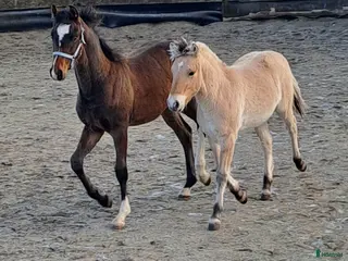 stallplats Lösdrift i Sjöbo - Annons 4