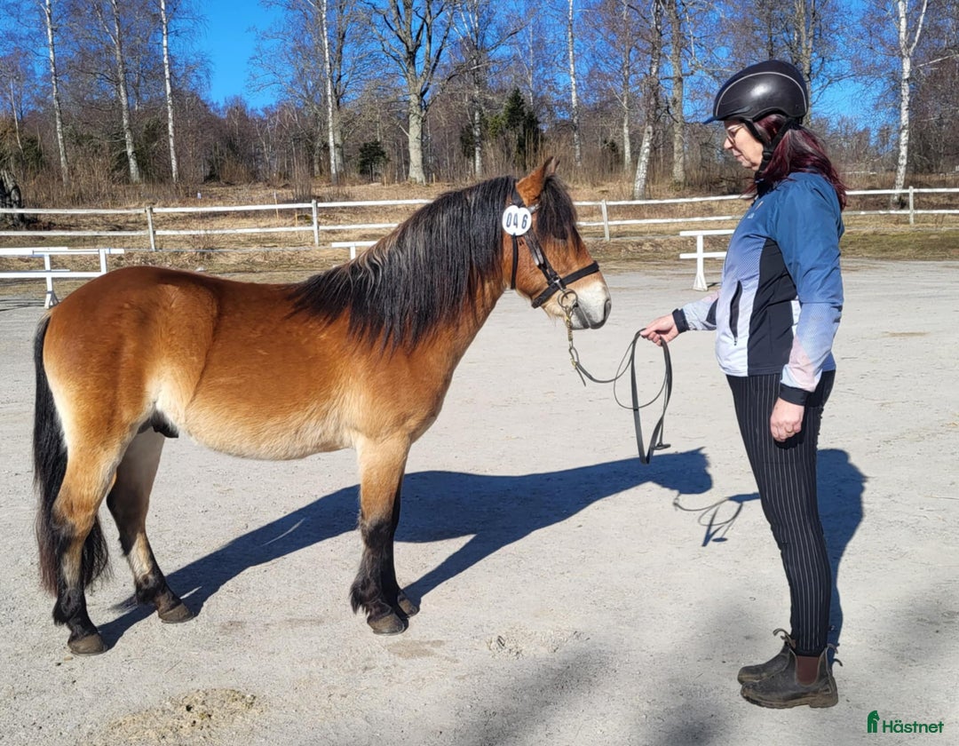 Allround hästar till salu: Energisk och positiv russhingst i Vårgårda - Annons 4